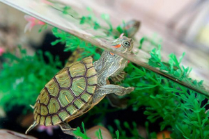 Kako skrbeti za rdečkasto želvo? Kako skrbeti za rdečkasto želvo?